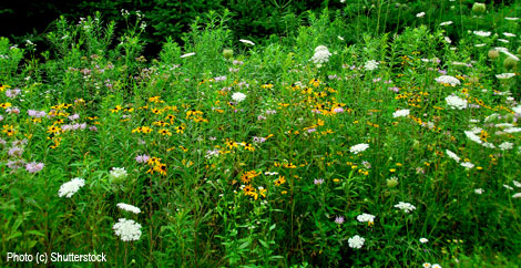 Blooming Beauties - The Analogy Between Home-Based Learning and Growing Wildflowers