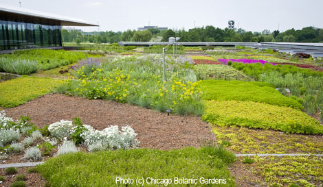 What Grows on a Green Roof?