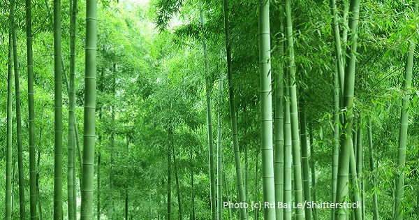 bamboo textiles