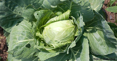 Mustard, Cabbage, Broccoli...The Healthy Brassica Vegetables