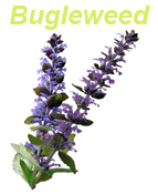 bugleweed