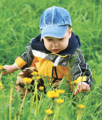 boy picking dandelions