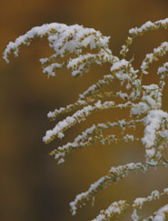goldenrod in snow