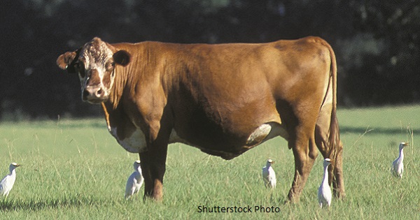 Grass-Fed Beef: Is it Green, Humane and Healthful?