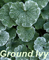 ground ivy