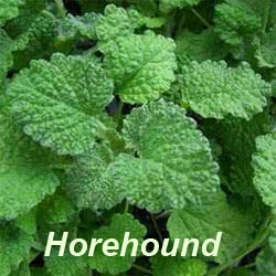 horehound