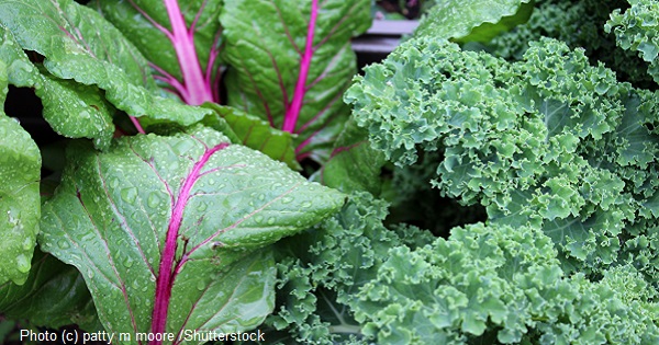 Cooking with Deep Greens - Kale and Swiss Chard