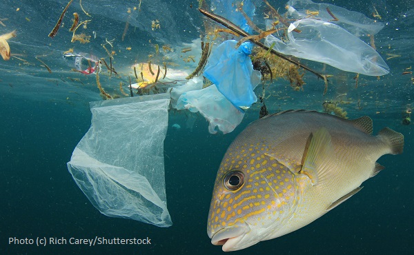 Microplastics are everywhere - in us too