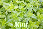 mint