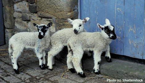 Contradictions in how we treat pets versus meat animals