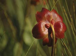 pitcher plant in a water conservation garden