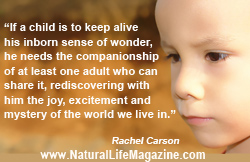 quote by Rachel Carson from Natural Life Magazine