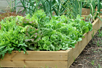 raised beds create and edge effect in your permaculture garden