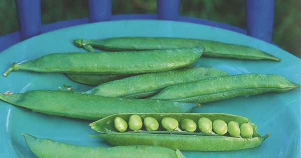 Raw Food Diet