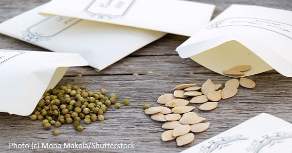 How to Save Seeds from your Garden