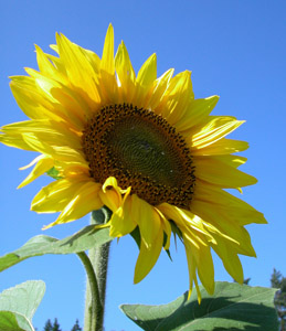 How to Grow Stupendous Sunflowers
