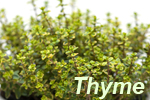 thyme