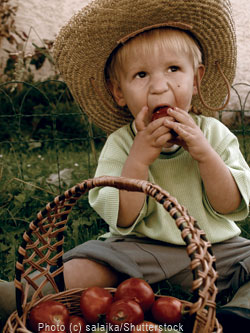 Tomato boy
