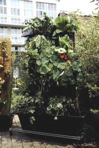 Vertical Garden Coconut Base After