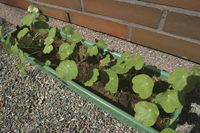 vertical wall garden being started