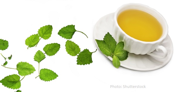 Tea Time! How to Forage for and Make Wild Herb Tea