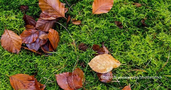 Zen and Non-Zen Ways to Face Death
